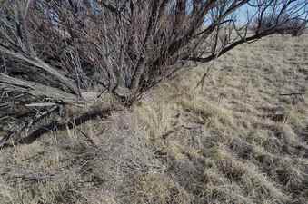 #1: The confluence point lies at the base of this almost-dead-looking tree