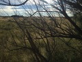 #5: View to the east from the confluence point, standing halfway in the trees.