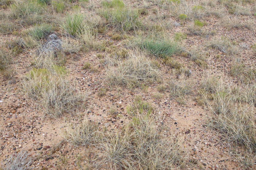 The confluence point lies in sparsely-vegetated grassland, among gently rolling hills