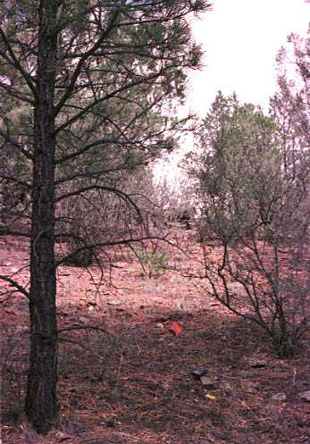 Confluence marked by pin flag among the trees.