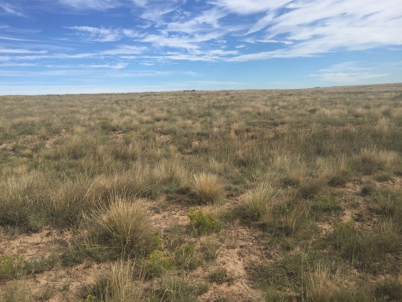 View to the north from the confluence.