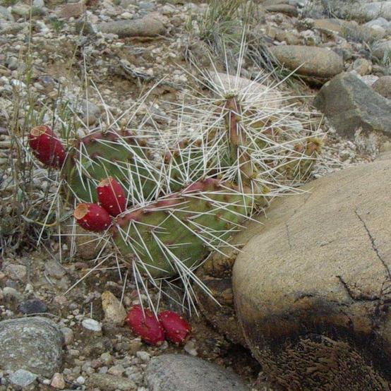 Cactus on the way back to the car