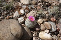 #6: Cactus bloom