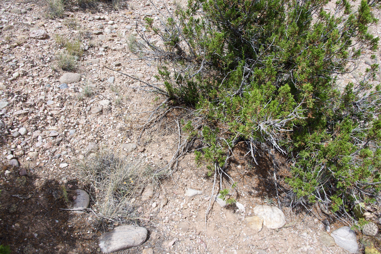 Ground cover at the confluence point