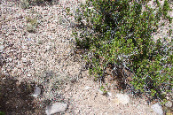 #5: Ground cover at the confluence point