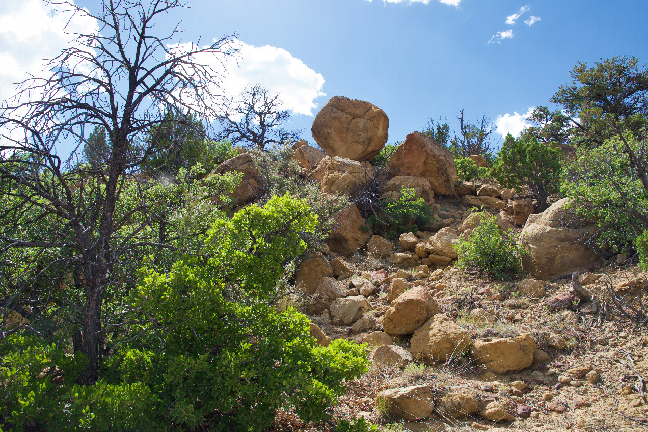 View West (up the hillside)