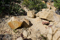 #5: Ground cover at the confluence point