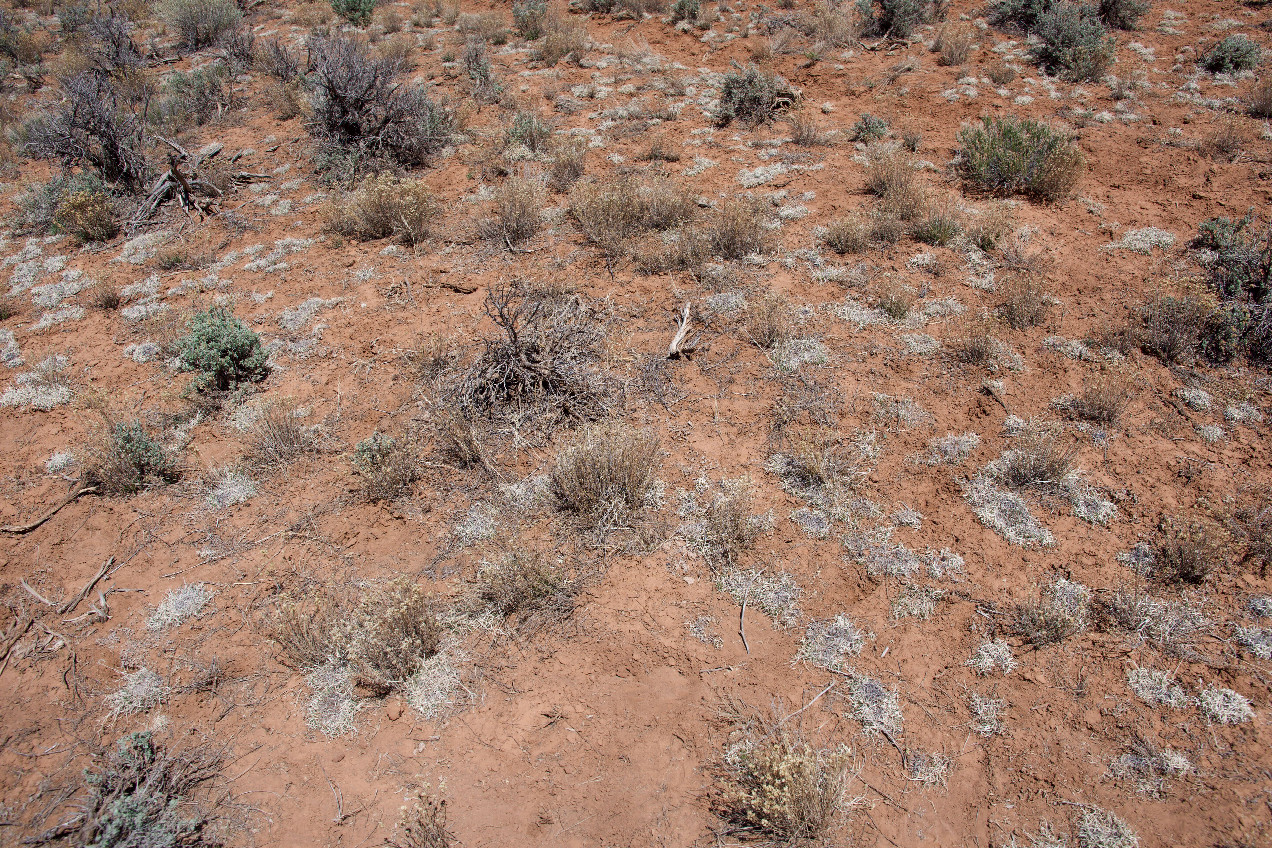 Ground cover at the confluence point