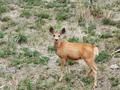 #8: A deer I startled on the way home, about 1.5 miles from the confluence