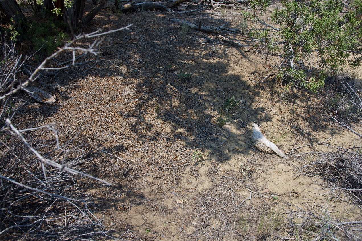 Ground cover at the confluence point