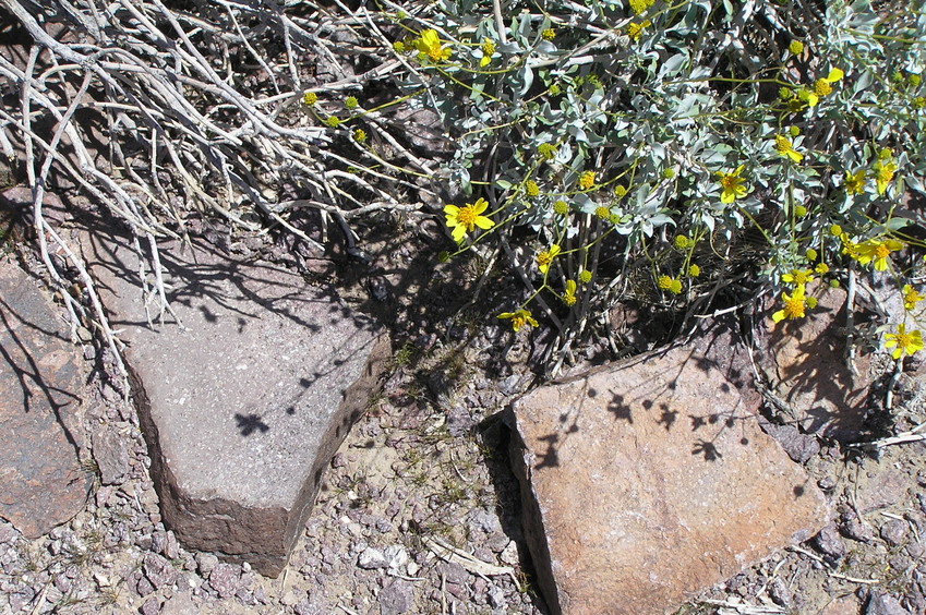 Rocky ground cover at the confluence site.