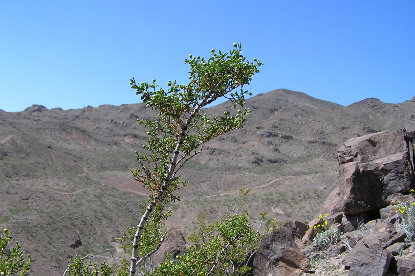 View to the west from the confluence.