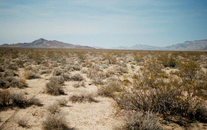 View of Pahranagat Wash to the north.