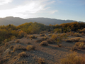 #7: Lush vegetation in the area.