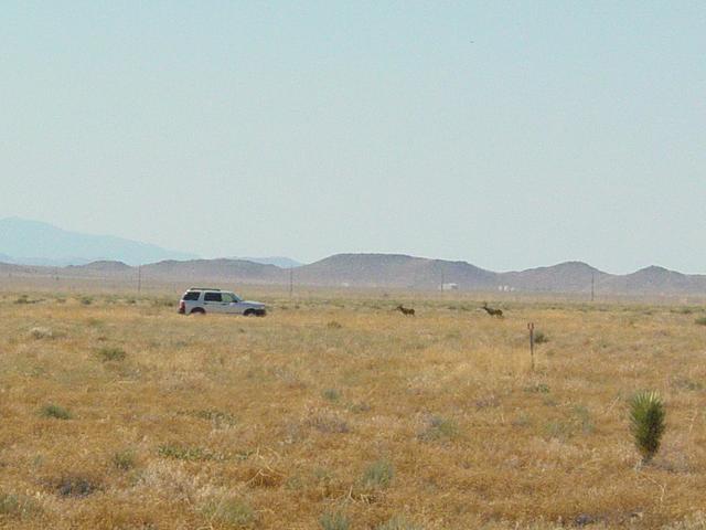 Walking back to my Car, I saw two Antelope, but no Giant Ants!