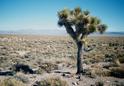 #3: Joshua tree 40 feet southeast of the confluence