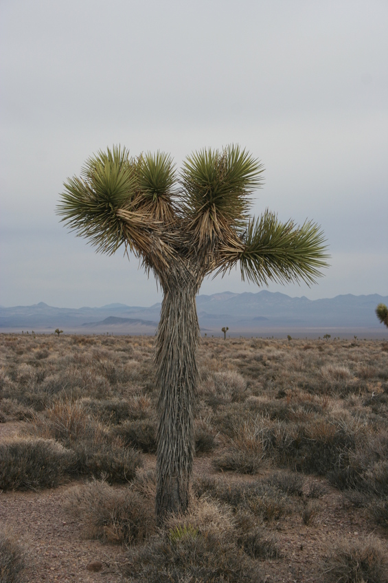 Joshua tree