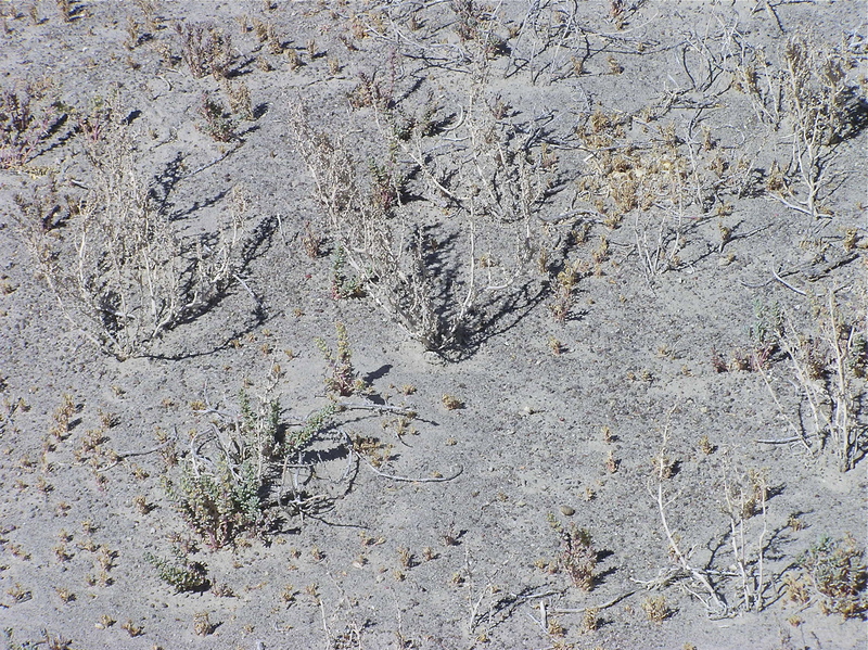 The confluence point lies in very sparsely-vegetated land, near the edge of a dry lake bed