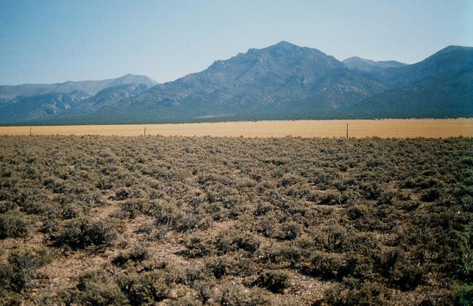 Looking east across the "fenced field" to the White Pine Range