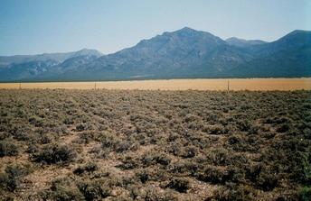 #1: Looking east across the "fenced field" to the White Pine Range