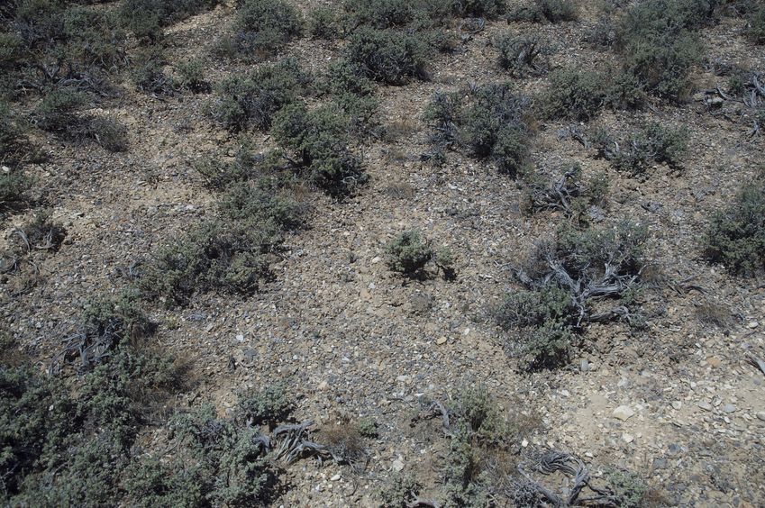 Yet again, desert sagebrush!