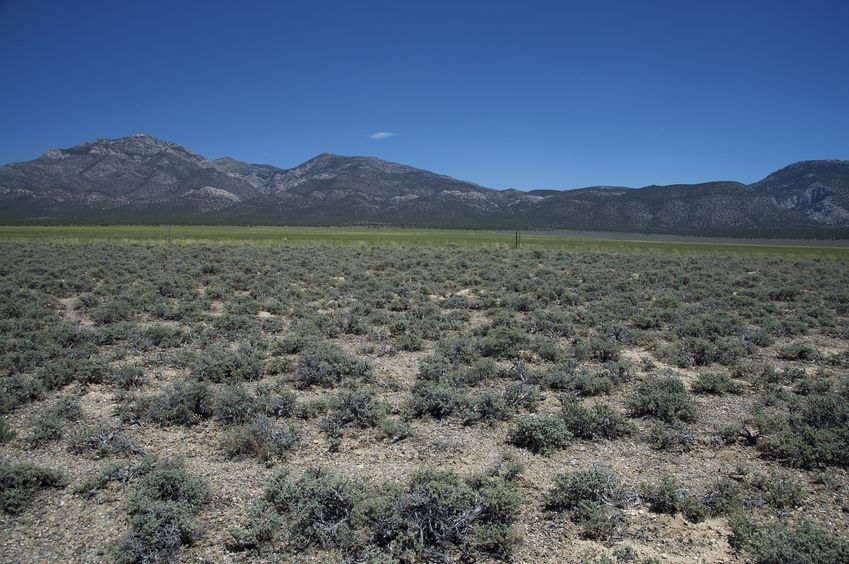 View East (across the adjacent farmland, towards the Egan Range)