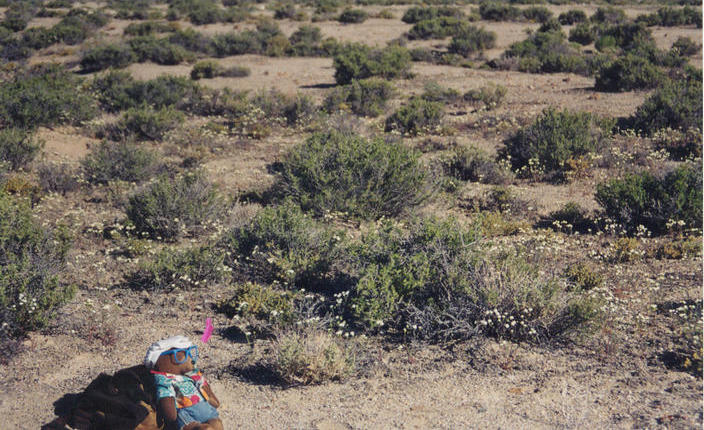 A sprinkling of wildflowers around T. McGee.