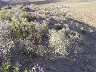 #1: The confluence point lies near the top of a small ridge