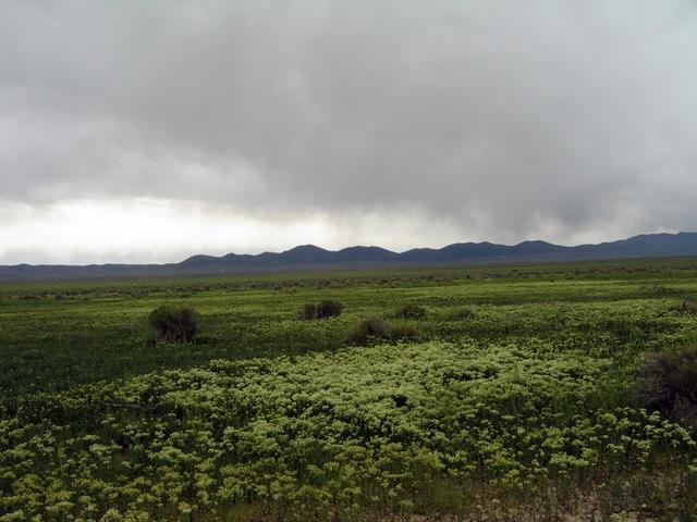 View east towards the Simpson Park Mountains