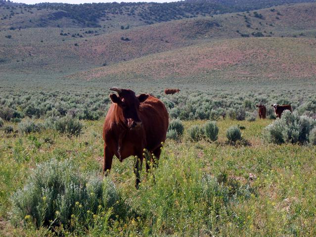 One-horned bull