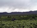 #5: View west towards the Shoshone Range