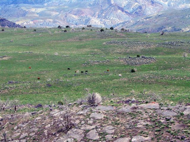 Cows on top of Table Mountain