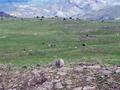 #8: Cows on top of Table Mountain