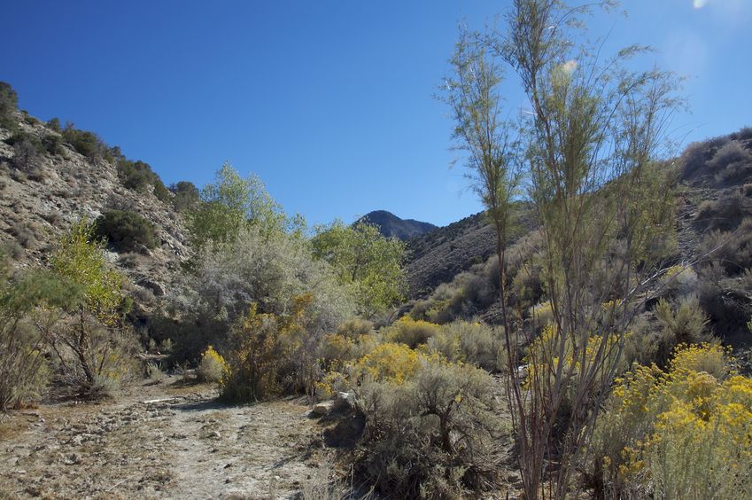 Looking south down New York Canyon towards Cornish Peak and the confluence point, 3.5 miles away