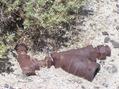 #7: A rusted pipe fixture, just feet from the confluence point