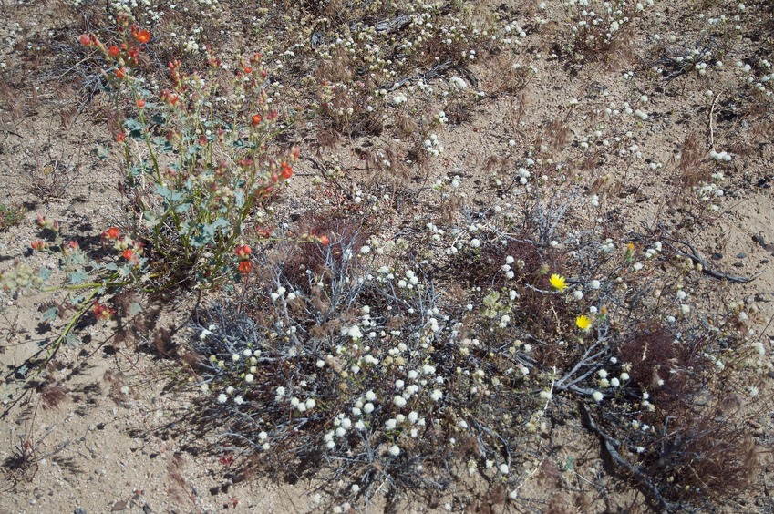 Spring wildflowers near the point