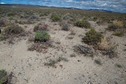 #5: The confluence point lies in a flat, sagebrush covered section of desert