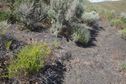 #5: The confluence point lies on a hillside with patchy vegetation