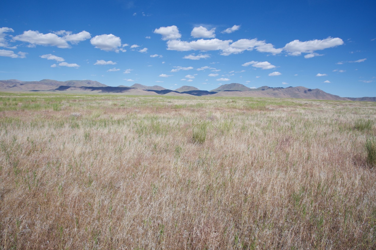 The confluence point lies in a large patch of open grassland.  (This is also a view to the East.)