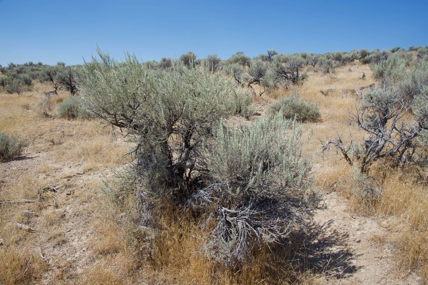 The confluence point lies near the top of a sagebrush-covered ridge