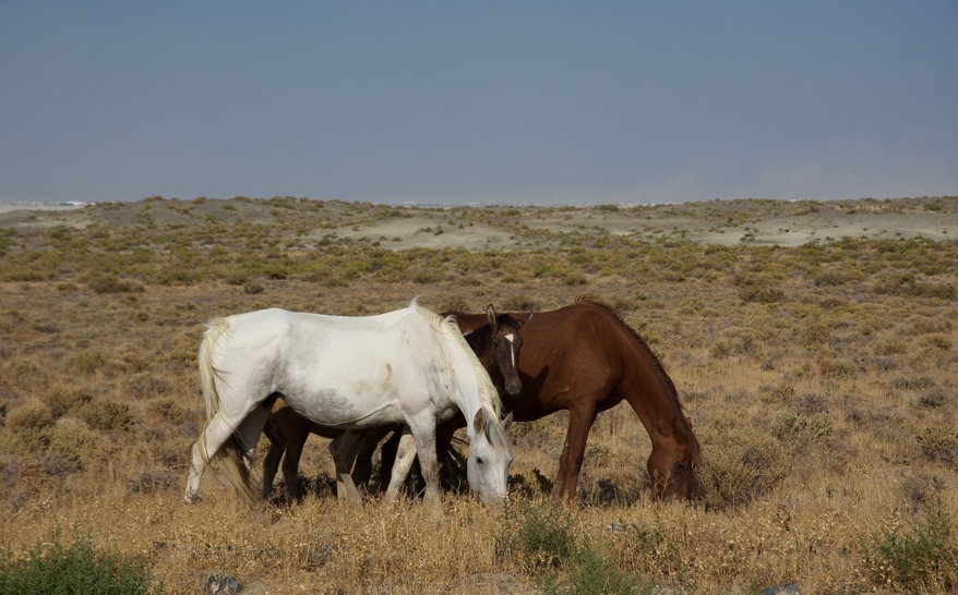 Wild horses near the ’12 mile entrance’ to the dry lake bed