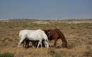 #8: Wild horses near the ’12 mile entrance’ to the dry lake bed