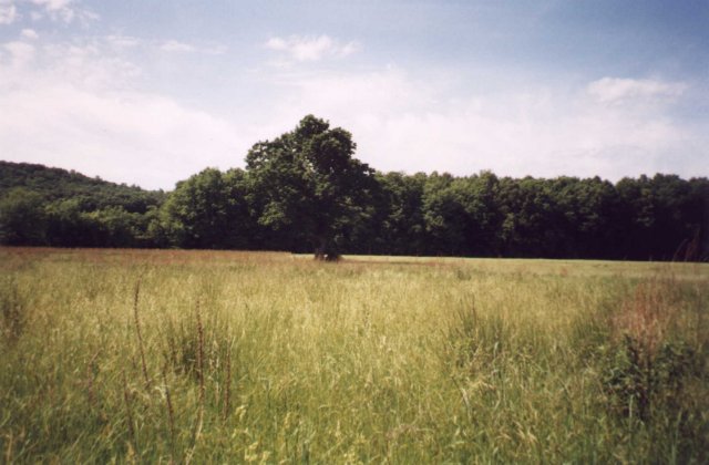 A tree in a field