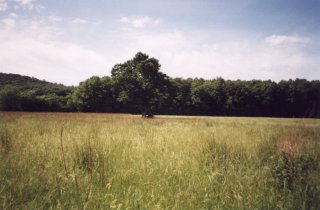 #1: A tree in a field
