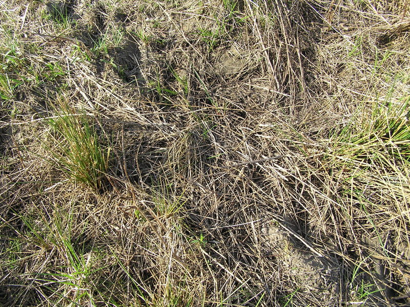 Grassy vegetation in the field that the confluence occupies, but perhaps not for long.