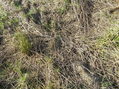#4: Grassy vegetation in the field that the confluence occupies, but perhaps not for long.