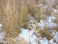 #8: A light dusting of snow on 42N 74W