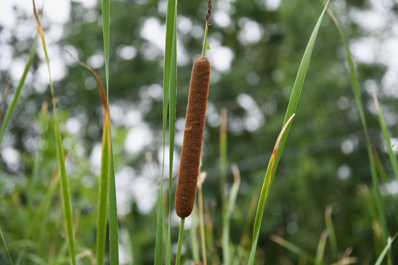 A bullrush growing on the edge of the field, next to the road