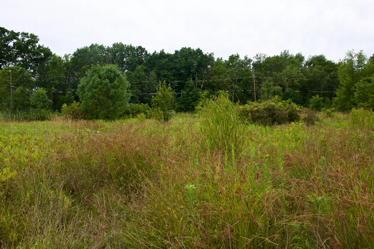 The confluence point lies in an overgrown field.  (This is also a view to the West, towards a road just 200 feet away.)