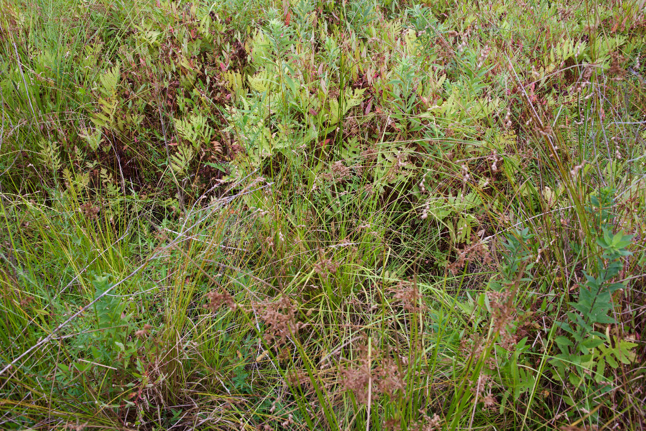 Ground cover at the confluence point